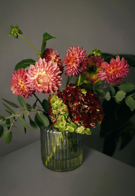 A glass vase containing a fresh floral arrangement with pink and peach dahlias, deep red hydrangeas, and green hydrangea blossoms, complemented by eucalyptus leaves with rounded, matte green foliage. 