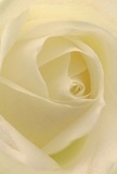 Imagine being drawn into the gentle heart of a cream-white rose, as though nestled among its petals within a tranquil corner of Tufnell Park. Each layer unfurls in a delicate, spiraling embrace, its near-weightless texture reminiscent of freshly fallen morning dew on local garden paths. Gentle illumination falls across the blossom, highlighting the ivory tones and casting soft, moody shadows between each curve-an atmosphere of quiet drama and peace. This sense of serenity calls to mind an early walk along Dartmouth Park Hill, or a heartfelt exchange on a peaceful morning. The rose radiates reverence and care-a pure emblem for expressing sympathy, admiration, or celebrating new beginnings with the understated charm of North London. One can almost catch its faint, sweet fragrance in the cool air, a subtle nod to the thoughtful curation behind every Tufnell Park Flowers arrangement. This close perspective offers not only the flower's sublime visual beauty but also the artistry and emotion woven into each bloom selected for a neighbour's significant day.